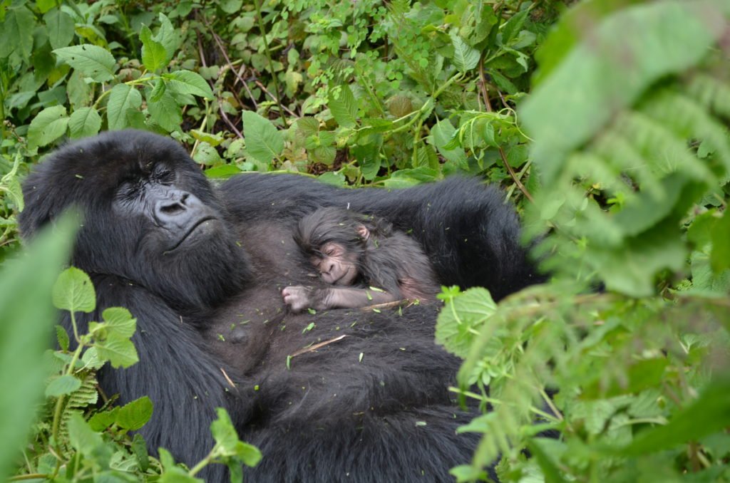 Gorilla trekking adevnture in Bwindi impenetrable forest