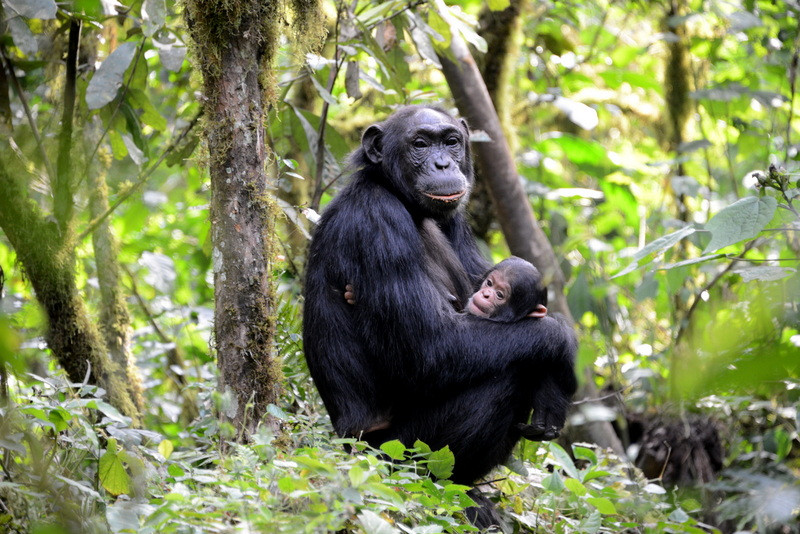 Combined chimpanzee and gorilla trekking safari
