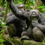 Wildlife Safaris in Uganda: The Ultimate Adventure Guide