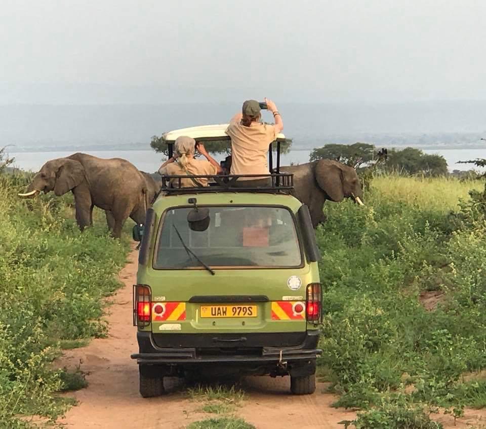 game-drive-murchison-falls-park - Uganda Car Rental Booking Murchison falls safari game drive